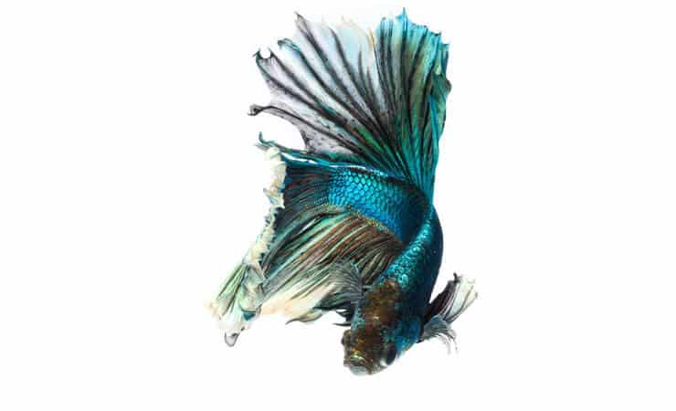 Grøn Betta Fish