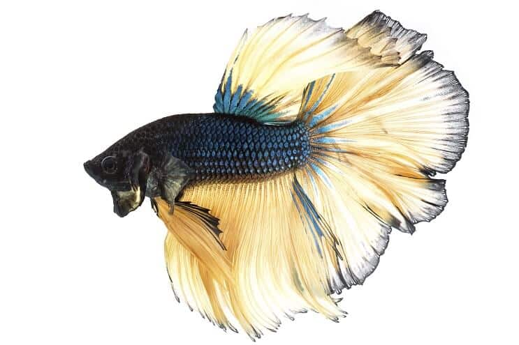 Sennepsgas Betta