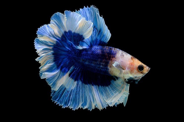 Sommerfugl Betta