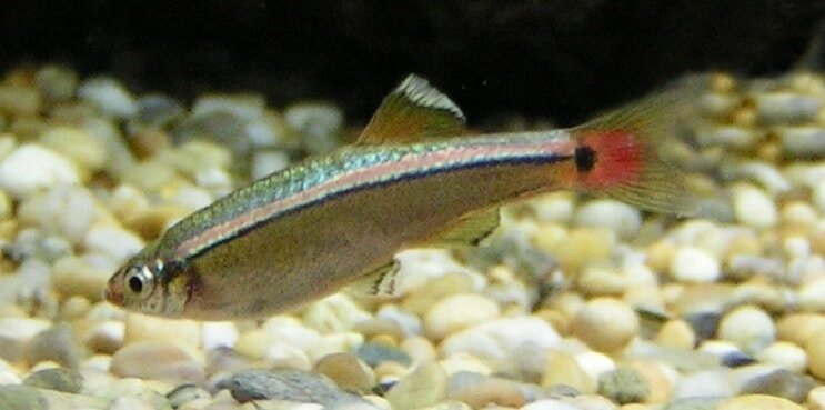 White Cloud Mountain Minnow Oversigt