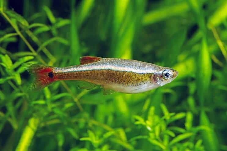 White Cloud Mountain Minnow udseende