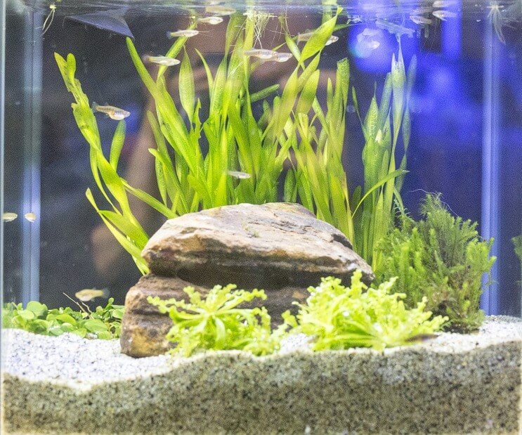 White Cloud Mountain Minnow-tankforhold