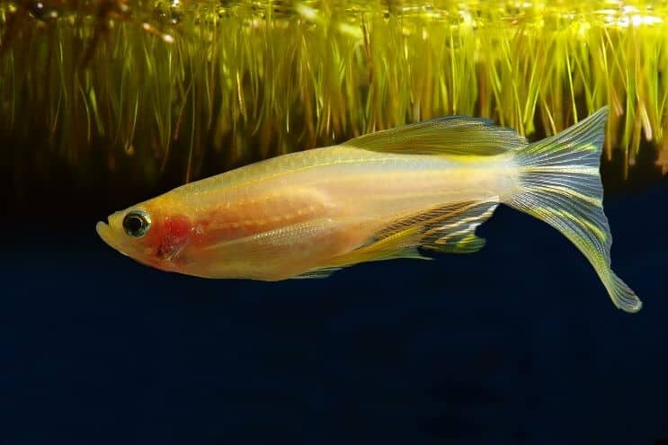 Gylden morf Zebra Danio