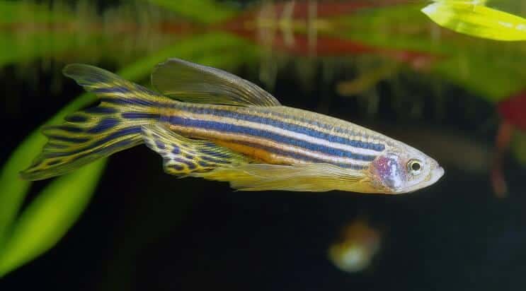 Langfin Zebra Danio