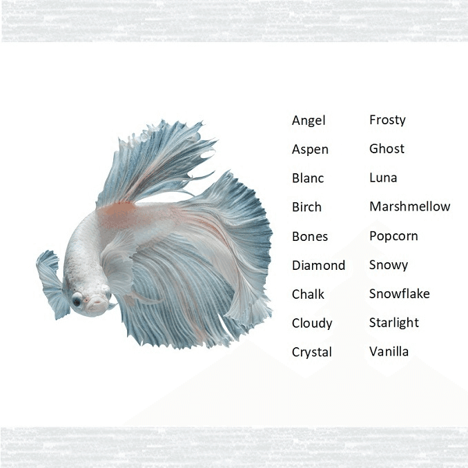 Navne på hvide fisk