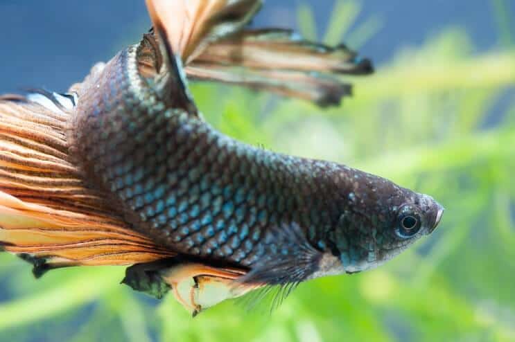 Kvinde Betta Fish