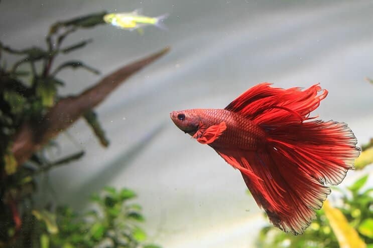 Betta fisk svømning