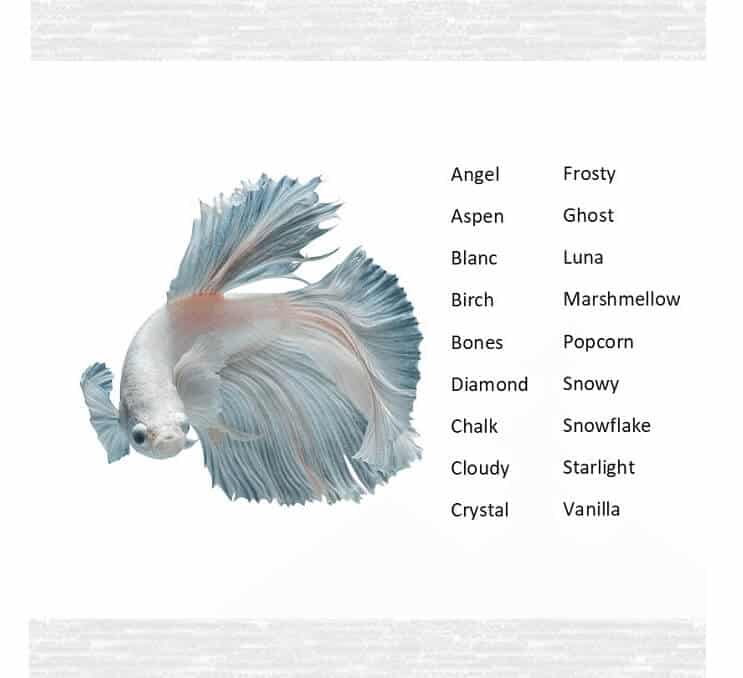 Betta Fish Navne