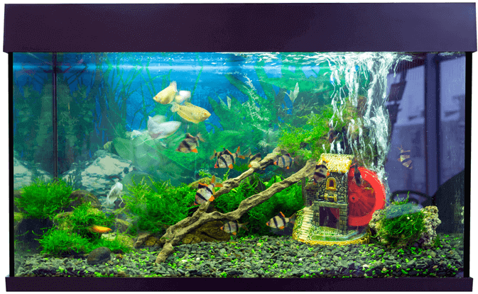 Fisk og tank
