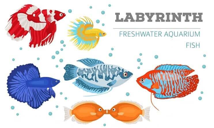 Labyrint fisk