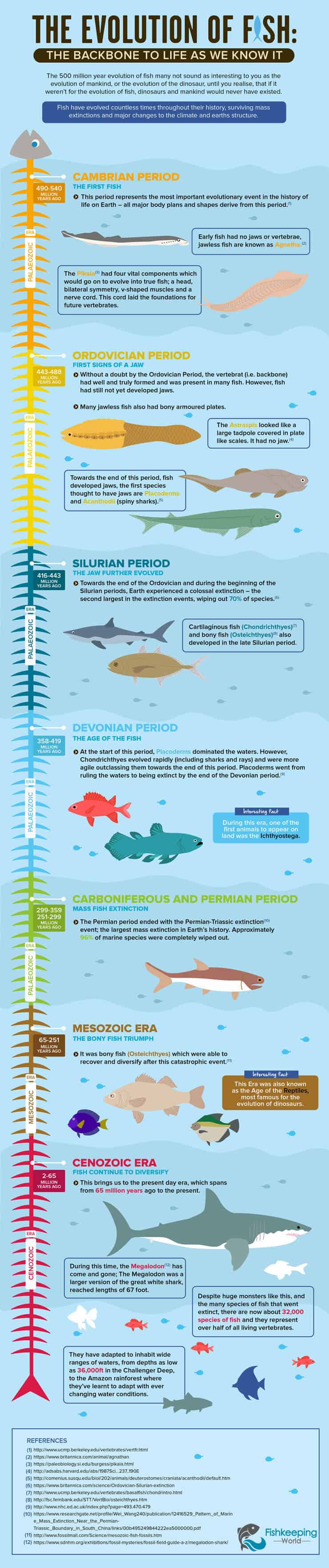 Evolution of Fish Infographic