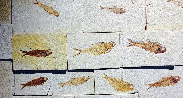 Fisk fossiler