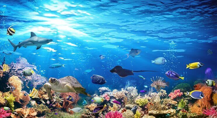 Forskellige Sealife