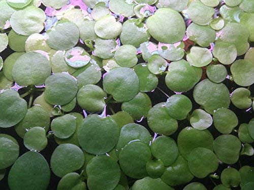 SoShrimp 20+ planter Amazon Frogbit - Levende flydende plante med ferskvandsakvarium
