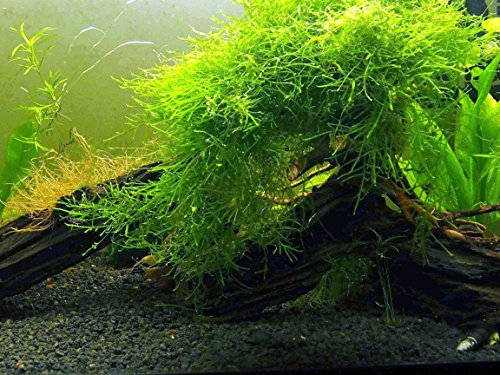 Aquatic Arts Java Moss (Large 25 Square Inch Portion) Ferskvandsakvarieplanter | Java Moss Live Plant til akvarium | Akvarieplanter Live | Parres godt med Marimo Moss-bolde i plantet akvarium