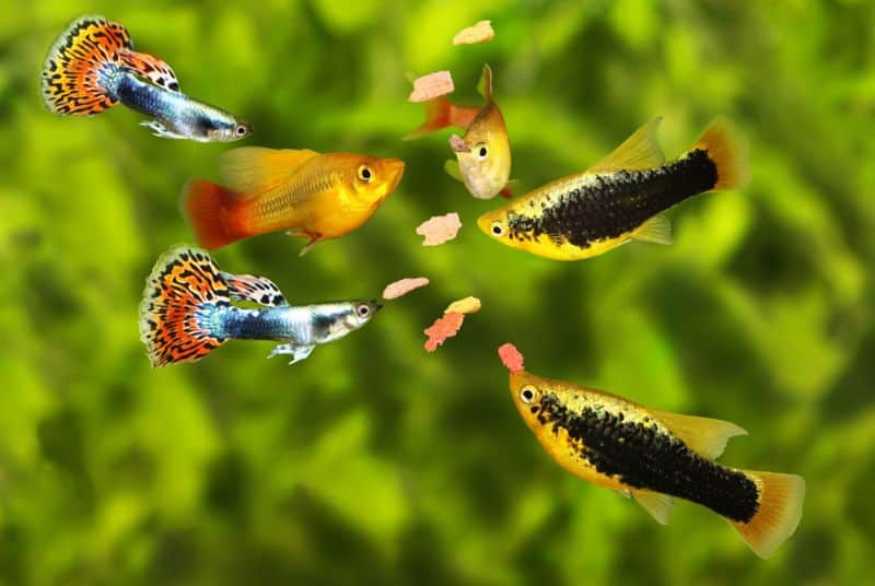 Kan Guppies And Platies krydse?