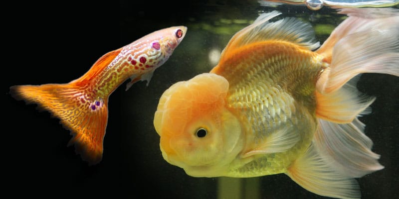 kan guppies spise guldfisk mad?
