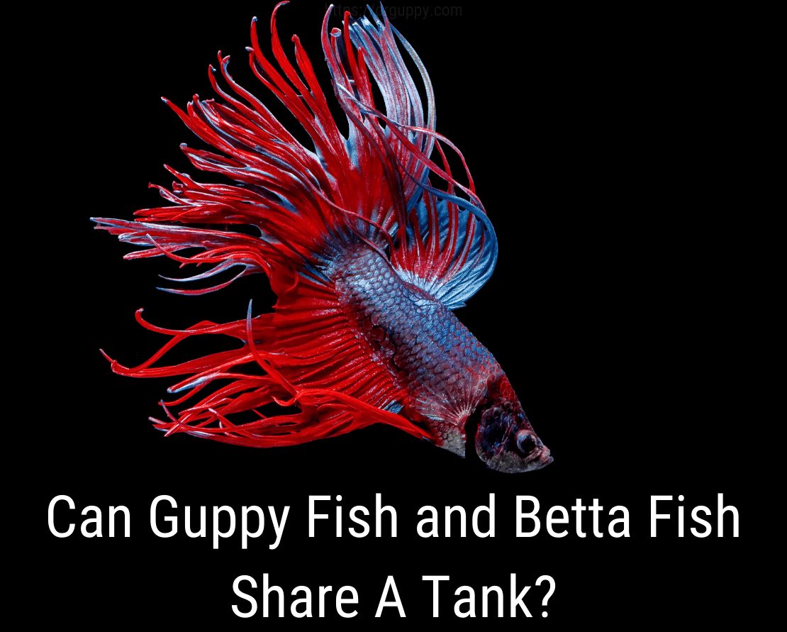Kan guppy fisk og betta fisk dele en tank?