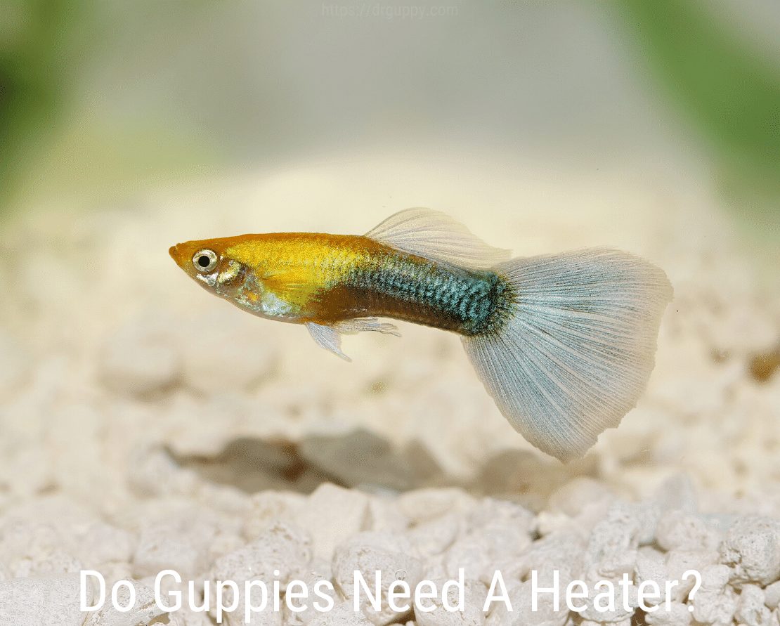 Har Guppies brug for en varmelegeme?