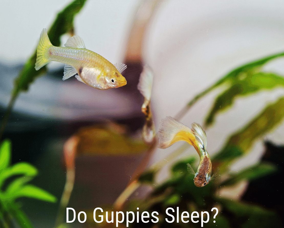 Sover Guppies?