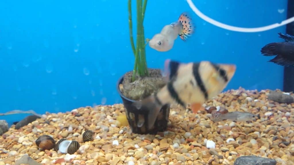 Guppy bøjet ryg - Skoliose og tuberkulose