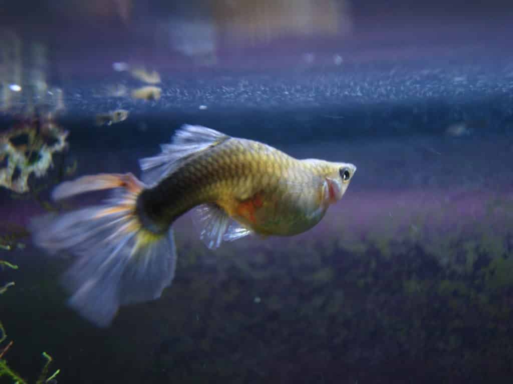 Guppy Fish Dropsy - Årsager og mulig behandling