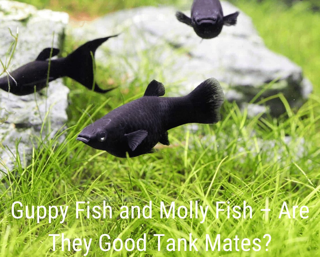 Guppy Fish og Molly Fish - Er de gode tankekammerater?