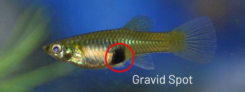 Kvindelig guppy gravid plet.