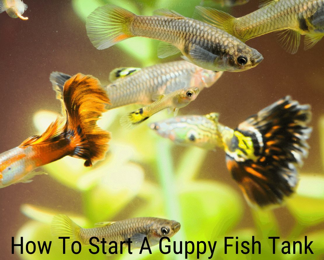 Sådan starter du en guppy akvarium?