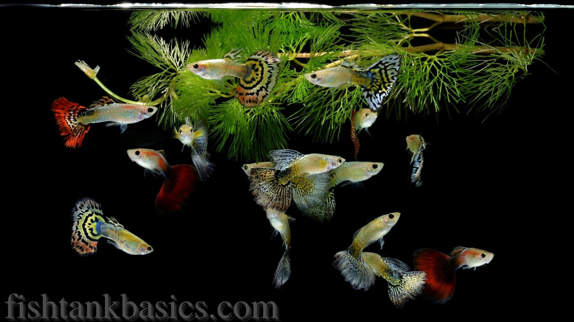 Guppy fisk nær toppen af ​​akvariet.