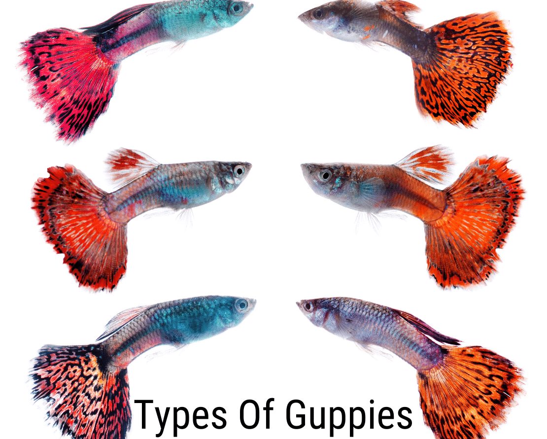 Guppy typer: Alt hvad du behøver at vide