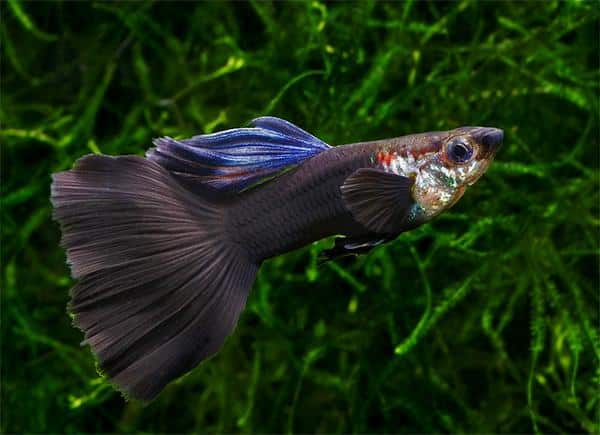 Sort guppy.