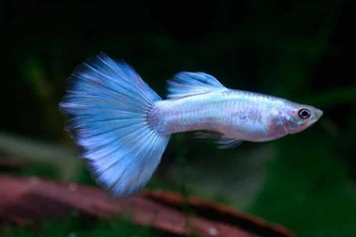 Neonblå guppy.