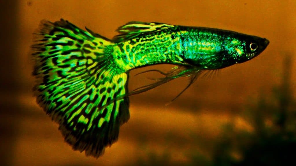 Grøn Metalhead Cobra Guppy
