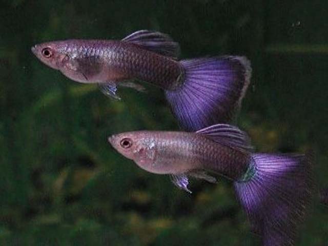Lilla guppies.