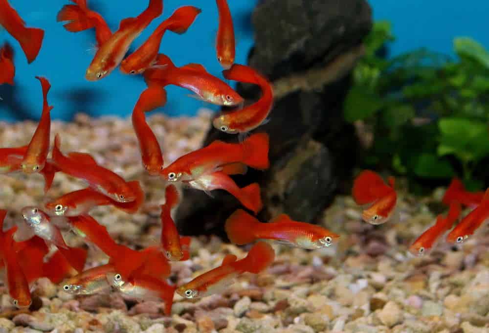 Blond rød guppy
