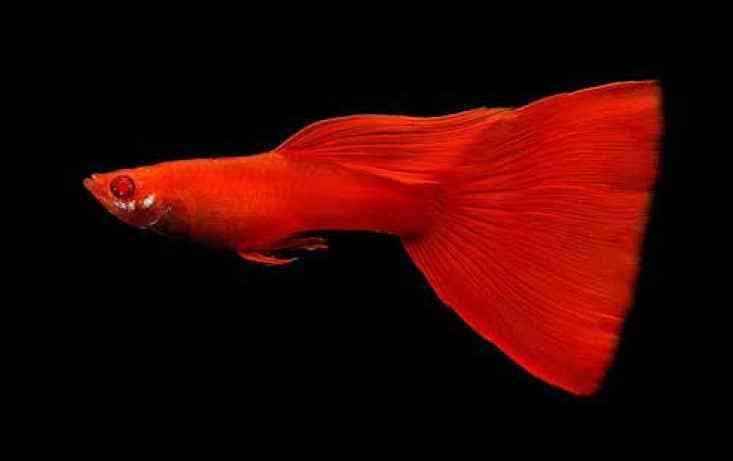 Fuld rød albino guppy.