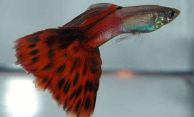 Rød Bi-farve Guppy