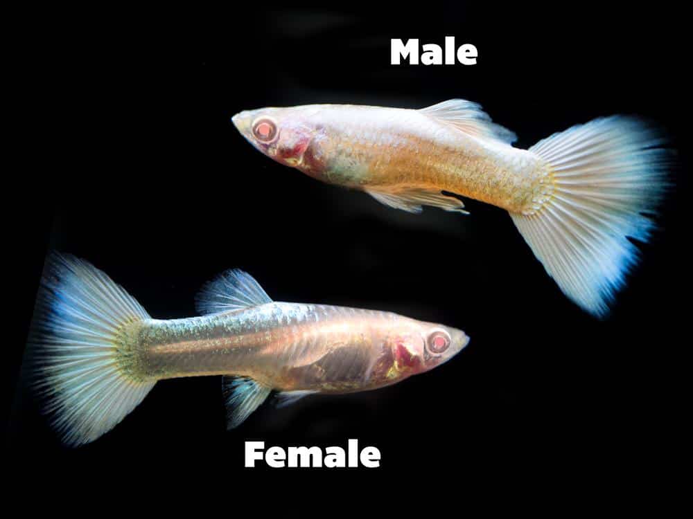 Platin Albino Guppy.