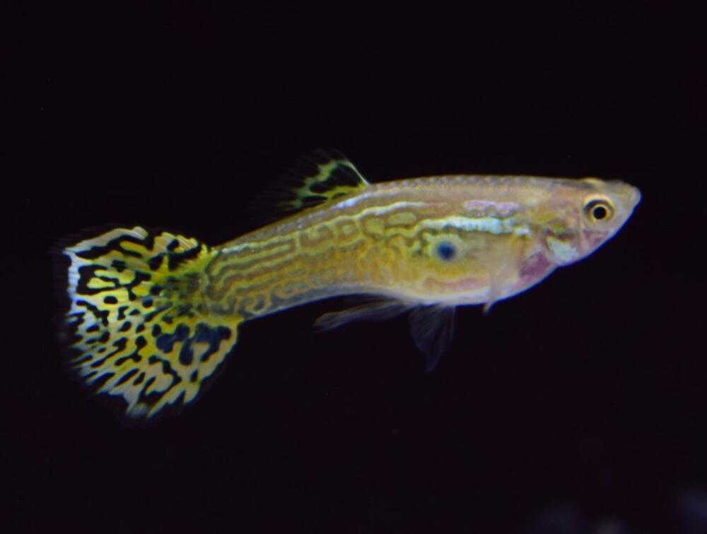 Grøn Cobra Guppy.