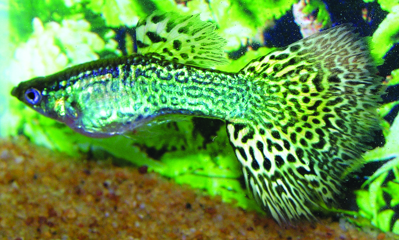Grøn Cobra Guppy.