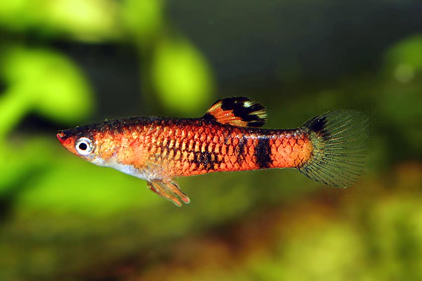 Rød guppy.