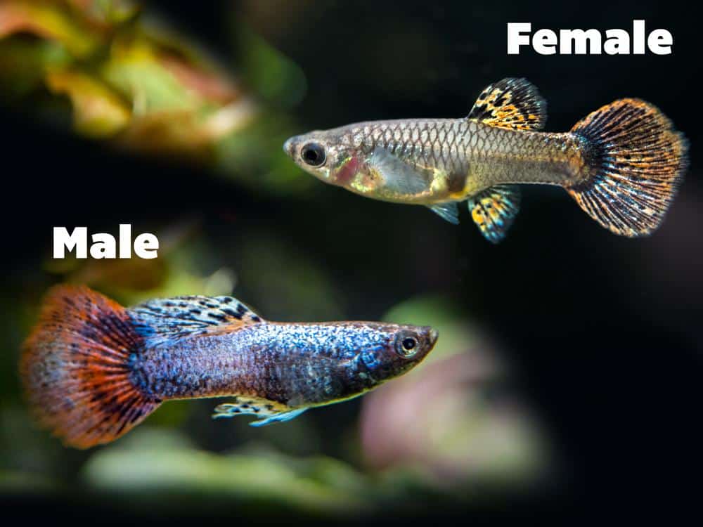 Magenta guppies til kvinder og mænd.