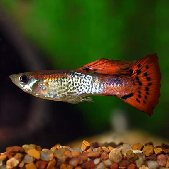 Rød cobra guppy.