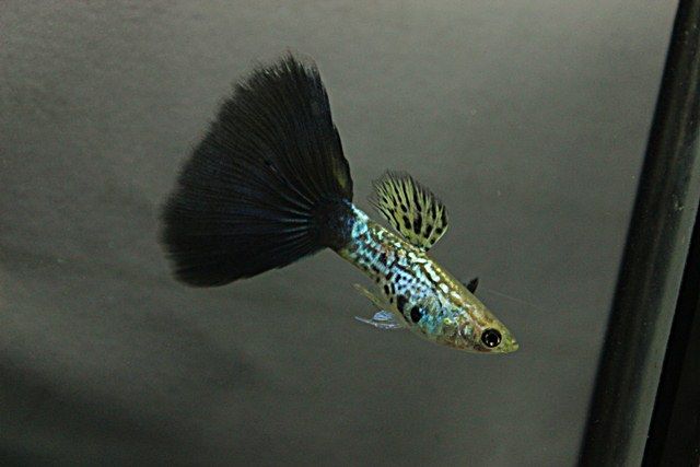 Sort Cobra Guppy.