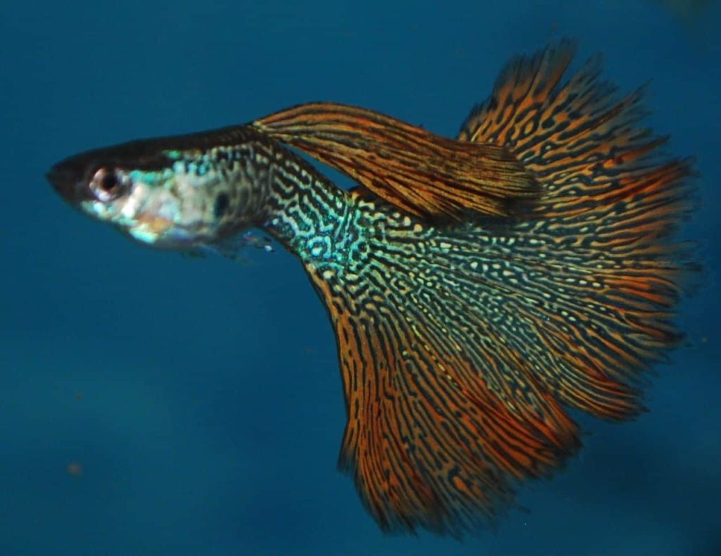 Rød slangeskind guppy.
