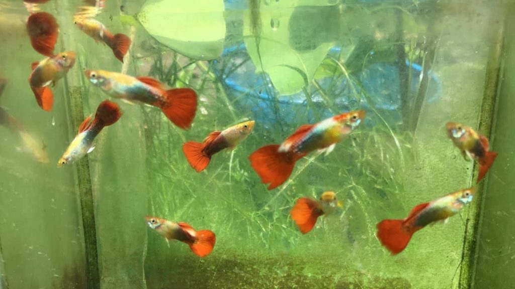 Rød / Guld Smoking Guppy