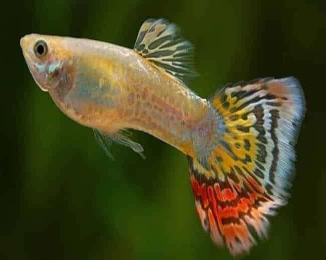 Gul leopard hale guppy.