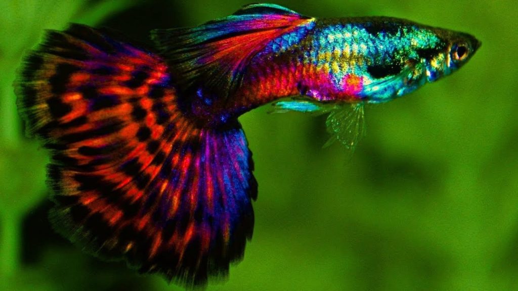 Rød Platinum Mosaic Tail Guppy.