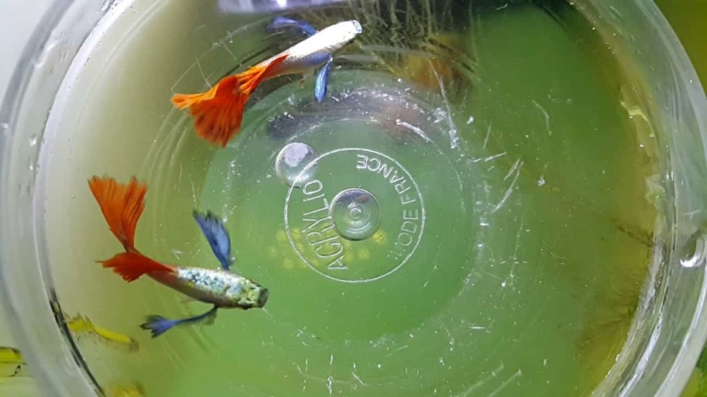 Platin firetail guppy